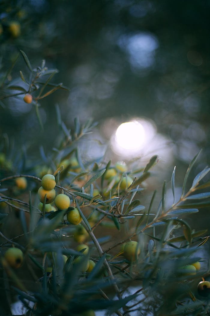Captivating olive branches with soft focus under a tranquil twilight sky.