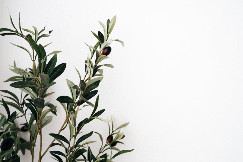 A simple olive tree branch with dark olives on a plain white backdrop, offering a minimalist aesthetic.
